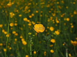毛茛,指出花,鮮花