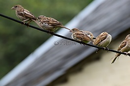 鳥,可愛(ài),麻雀