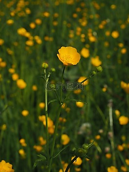 毛茛,指出花,鮮花