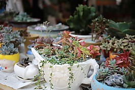 多肉,flower,美景