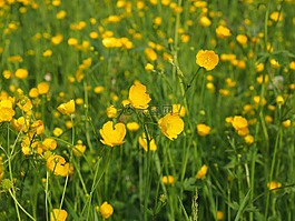 毛茛,指出花,鮮花