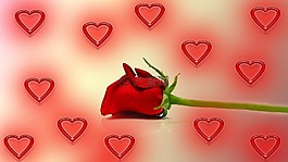 玫瑰,心臟,愛情
