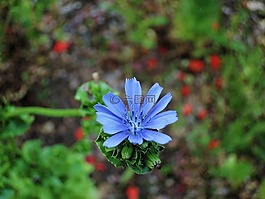 花,蓝色,蓝色的花