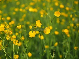 毛茛,指出花,鮮花