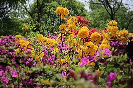杜鵑花,flower,美景
