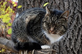 貓,國內(nèi)的貓,小貓