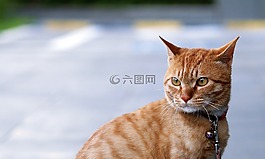 貓,寵物,貓的