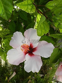 花,性質(zhì),夏季花卉