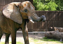象,動物園,自然