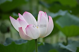 蓮花,花,自然