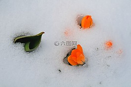 藏紅花,郁金香,春天