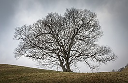 木材,樹枝,大自然