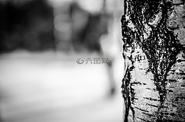 冬季,雪,樹