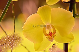 蘭花,開花,關(guān)閉