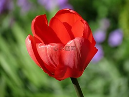 郁金香,紅色,開花