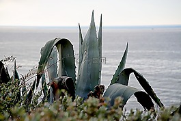 海,景觀,仙人掌