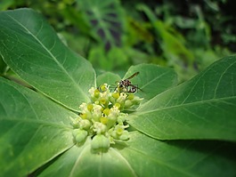 自然,植物,綠色