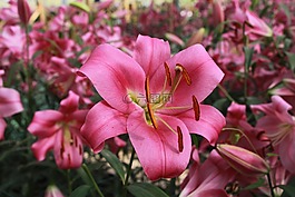 美麗,燦爛,鮮花