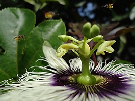 自然,花,蜜蜂