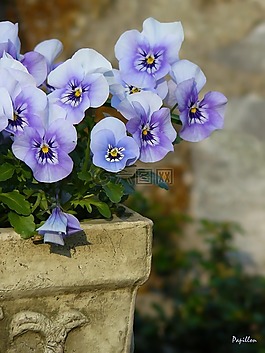 潘茜,鮮花,廠