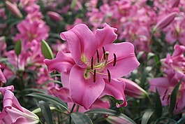 美麗,燦爛,鮮花
