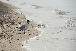 海鷗,海灘,水