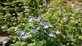 花,春天,美麗