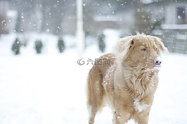 狗,猎犬,雪