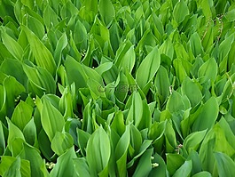 豆芽,植物,葉子