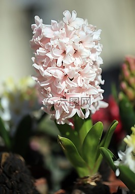 風(fēng)信子,開花,花