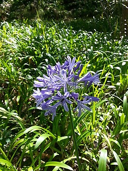 花卉,性質(zhì),甲蟲