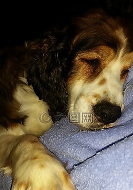 狗,睡眠,施普林格