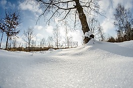 冬季,雪,樹
