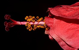 芙蓉,關(guān)閉,開花