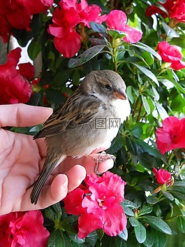 麻雀,鳥,棕色