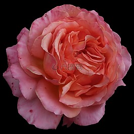 玫瑰,花,開花