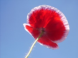 罌粟,開(kāi)花,紅色
