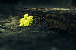 黃色的花,花的,自然
