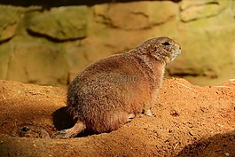 cynomys ludovicianus,cynomys,土拨鼠