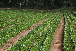 農(nóng)業(yè),農(nóng)場(chǎng),植物區(qū)系