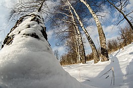冬季,雪,樹