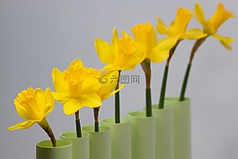 喇叭水仙,春天,復(fù)活節(jié)
