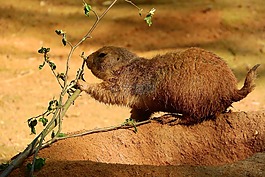cynomys ludovicianus,cynomys,土拨鼠