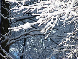 雪,樹,自然