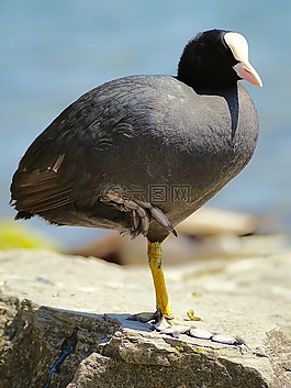 笨人,笨,鶴鳥(niǎo)
