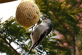 長尾山雀,鳥,尾
