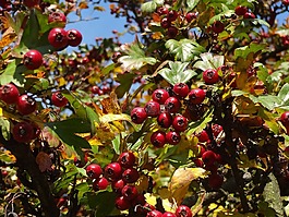 性質(zhì),水果,紅色