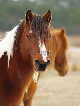 馬,小馬,動物