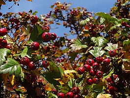 性質(zhì),水果,紅色