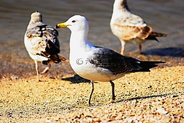海鷗,動(dòng)物,鳥(niǎo)